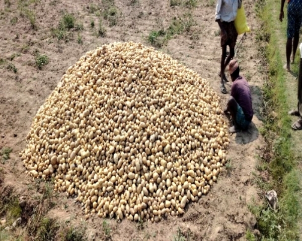 आलू की उपज और मूल्य आलू की उपज और मूल्य