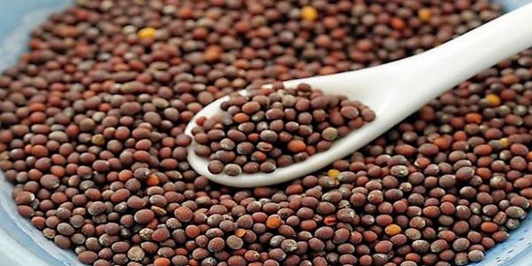 मध्यप्रदेशे भावान्तर-योजनायाः अन्तर्गतं अद्य आरभ्यते सर्षपस्य उपार्जनम्