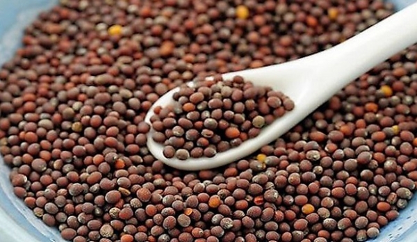 सरसो (प्रतीकात्मक)