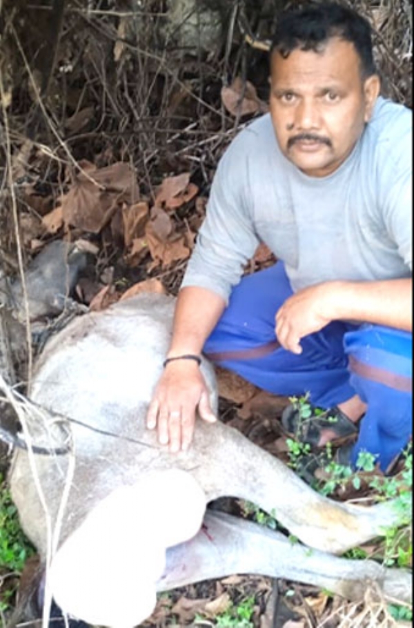 गुलदार का शिकार गाय