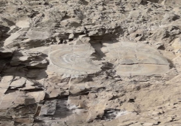 शिमला : जीवाश्म शिमला : जीवाश्म