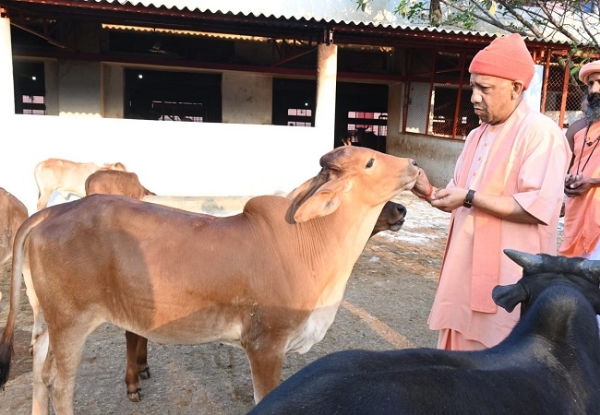 गाैसेवा करते मुख्यमंत्री योगी गाैसेवा करते मुख्यमंत्री योगी