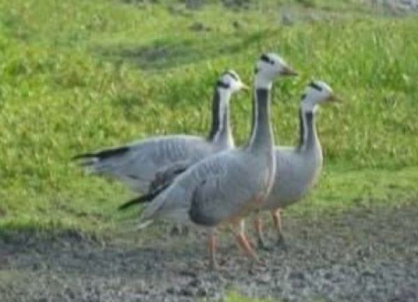 पक्षी की तस्वीर