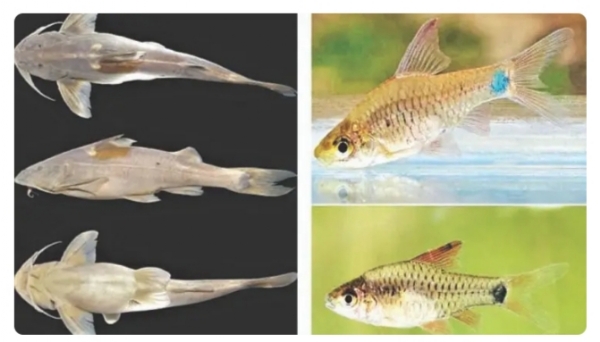 Image of the Two New Fish Species Discovered in Nagaland’s Mokokchung.
