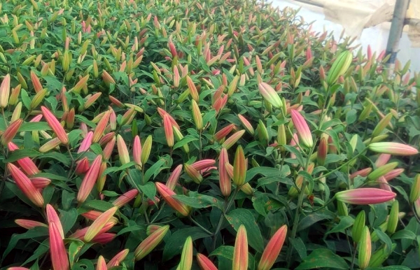 कमलेश महतोलिया द्वारा उगायी गयी लिलियम के फूलों की खेती।