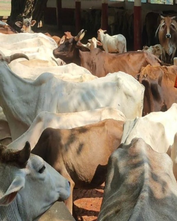 प्रशिक्षण हेतु गौशाला स्थल