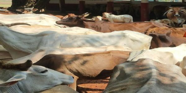 गौ-सेवा-काशी-प्रान्तस्य त्रिदिवसीय-निवासी-प्रशिक्षण-शिविरम् आरब्धम्