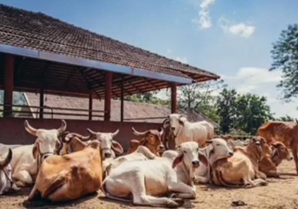 गौवंश का छाया चित्र