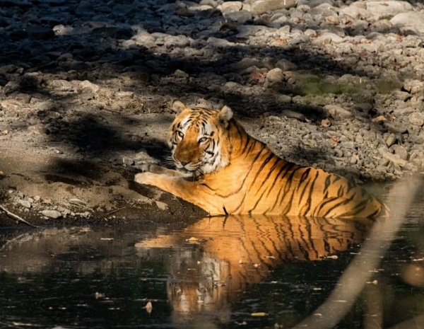 खिवनी अभयारण्य में बाघ (वन विभाग द्वारा उपलब्ध कराई गई तस्वीर)