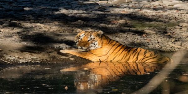 खिवनी अभयारण्यं निर्मास्यते वन्यजीव संरक्षणम् एवम् इको-टूरिज्मसंबद्धः आदर्शप्रारूपः *- मुख्यमंत्री डॉ. यादवः