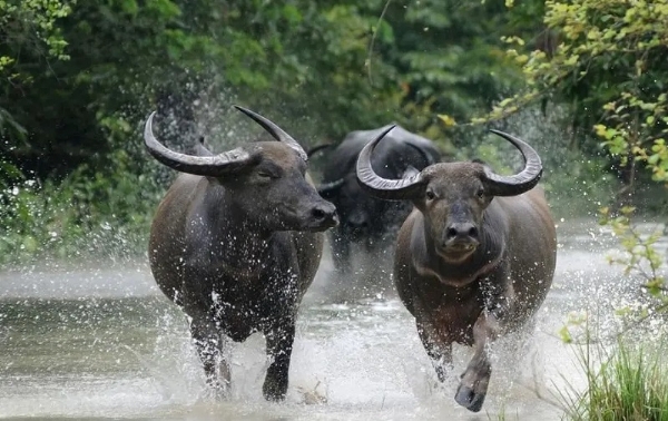 जंगली भैंस (प्रतीकात्मक)