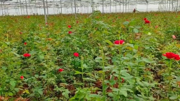 गुलाब की खेती की तस्वीर