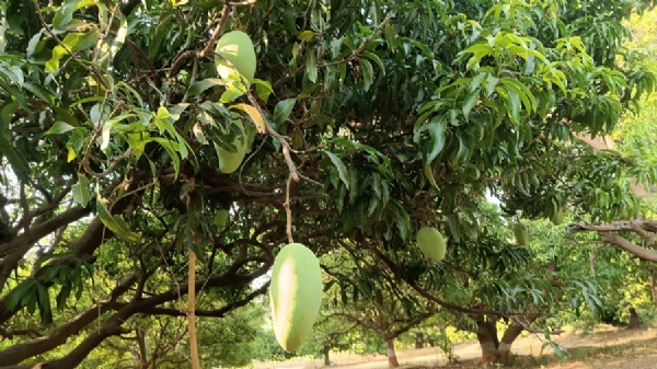 नूरजहां आम (फाइल फोटो) नूरजहां आम (फाइल फोटो)