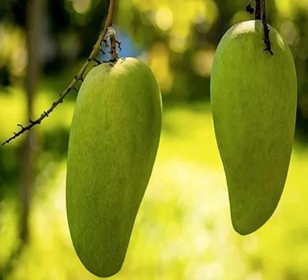 नूरजहां आम (फाइल फोटो) नूरजहां आम (फाइल फोटो)