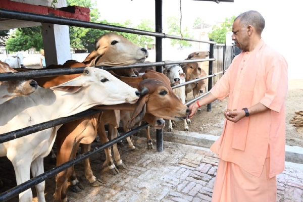 गायों को गुड़ खिलाते मुख्यमंत्री योगी