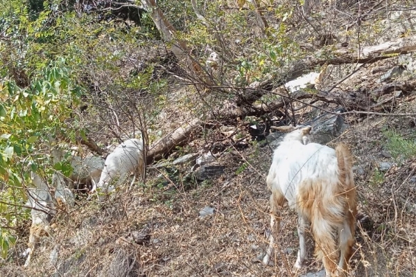 बकरियां
