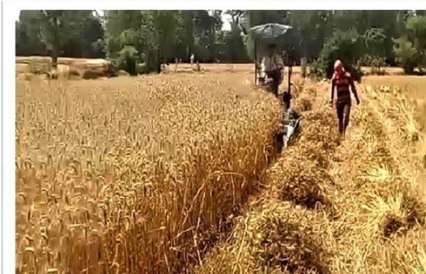 आधुनिक यंत्र से खेतों में गेहूं की कटाई करते हुए।
