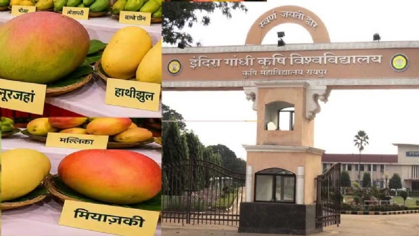 कृषि विश्वविद्यालय  राष्ट्रीय आम महोत्सव  फाइल फाेटाे