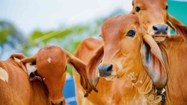 गो संरक्षण