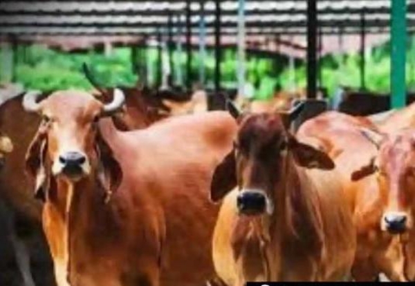 मिनी नंदनी योजना की प्रतीकात्मक छाया चित्र मिनी नंदनी योजना की प्रतीकात्मक छाया चित्र