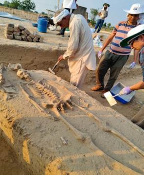 राखीगढ़ी के कंकाल (फाइल फोटो) राखीगढ़ी के कंकाल (फाइल फोटो)