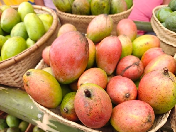 रीवा जिले का सुंदरजा आम (फाइल फोटो)