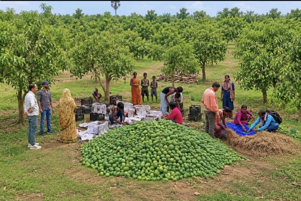 झारखंड के सिमडेगा जिले की महिला किसान उत्पादक कंपनी द्वारा उत्पादित 1.5 मीट्रिक टन आम्रपाली आमों की पहली वाणिज्यिक खेप को यूनाइटेड किंगडम के लिए रवाना करते अधिकारी।