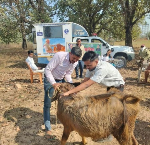 मोबाइल पशु चिकित्सा वाहनों के माध्यम से पशुओं का टीकाकरण किया जा रहा है मोबाइल पशु चिकित्सा वाहनों के माध्यम से पशुओं का टीकाकरण किया जा रहा है