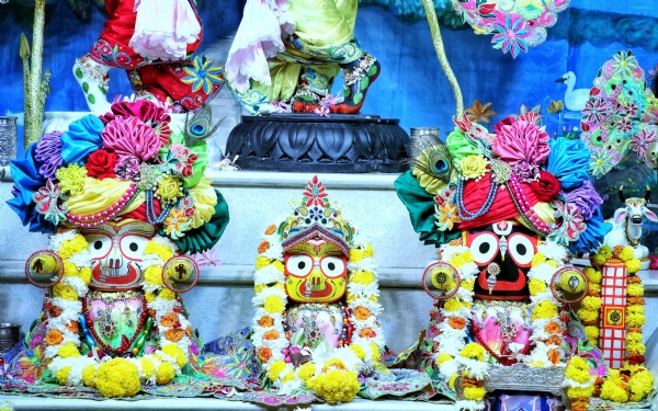 500 साल पुरानी परंपरा निभी: मौसी के घर की धुलाई कर श्रद्धालुओं ने किया भगवान जगन्नाथ का स्वागत जयपुर। भगवान श्रीजगन्नाथ के अनसर (बीमारी) काल के समापन के बाद बुधवार को जयपुर में करीब 500 वर्ष पुरानी परंपरा का निर्वहन किया गया। भगवान के पूर्ण स्वस्थ होने और दोबारा बीमार नहीं पड़ने की कामना के साथ श्रद्धालुओं ने उनकी मौसी गुंडीचा रानी के घर (शिव संस्कार भवन) की विशेष साफ-सफाई की। धार्मिक मान्यता है कि इस सेवा से भगवान का निवास स्थान शुद्ध, पवित्र और शीतल बना रहता है। जानकारी के अनुसार भगवान श्रीजगन्नाथ 15 दिन की अनसर अवधि पूर्ण कर बुधवार को बड़े भाई बलभद्र और बहन सुभद्रा के साथ रथ पर सवार होकर मौसी गुंडीचा रानी के घर सुंदरावल (नगर भ्रमण) के लिए प्रस्थान किया। इससे पहले अलसुबह श्रद्धालुओं ने मौसी के घर की पारंपरिक धुलाई और सफाई की। गुरु वृंदावन धाम की ओर से आयोजित सेवा के तहत चांदपोल स्थित गुरु वृंदावन धाम, दामोदर मंदिर तथा रामनिवास बाग स्थित गुंडीचा रानी के घर (शिव संस्कार भवन) में सुबह 4.30 बजे से भक्तों ने झाड़ू, पोछा और जल से फर्श, दीवारों, छत तथा कुंज गलियों की साफ-सफाई की। इसके बाद श्रीजगन्नाथ सेवा समिति, जयपुर की ओर से मंदिर परिसर को सजाकर भगवान के स्वागत की तैयारियां पूरी की गईं। गुरु वृंदावन धाम के अध्यक्ष अभिमन्यु दास ने बताया कि यह परंपरा लगभग 500 वर्ष पुरानी है। मान्यता है कि स्वयं श्री चैतन्य महाप्रभु ने करीब 500 वर्ष पूर्व पुरी में अपने हाथों से गुंडीचा मंदिर की जल से सफाई की थी। तभी से भगवान के मौसी घर को स्वच्छ, शीतल और पवित्र बनाने की यह सेवा निरंतर की जा रही है। उन्होंने कहा कि यह परंपरा केवल बाहरी सफाई तक सीमित नहीं है, बल्कि इसे अंतःकरण की शुद्धि और सेवा-भाव का भी प्रतीक माना जाता है। धार्मिक मान्यताओं के अनुसार भगवान श्रीजगन्नाथ जब वृंदावन (सुंदरावल) जाने के भाव में होते हैं तो उनकी आंखें बड़ी हो जाती हैं। वे नौ दिनों तक मौसी के घर विशेष स्नेह और सेवा के बीच विश्राम करते हैं, जहां उन्हें विभिन्न प्रकार के व्यंजनों का भोग अर्पित किया जाता है। इसके बाद भगवान पुनः श्रीमंदिर लौटते हैं। आयोजकों ने श्रद्धालुओं से सुंदरावल महोत्सव में अधिकाधिक संख्या में शामिल होकर सेवा कार्य में भाग लेने और भगवान श्रीजगन्नाथ के दर्शन का लाभ लेने का आह्वान किया। 500 साल पुरानी परंपरा निभी: मौसी के घर की धुलाई कर श्रद्धालुओं ने किया भगवान जगन्नाथ का स्वागत जयपुर। भगवान श्रीजगन्नाथ के अनसर (बीमारी) काल के समापन के बाद बुधवार को जयपुर में करीब 500 वर्ष पुरानी परंपरा का निर्वहन किया गया। भगवान के पूर्ण स्वस्थ होने और दोबारा बीमार नहीं पड़ने की कामना के साथ श्रद्धालुओं ने उनकी मौसी गुंडीचा रानी के घर (शिव संस्कार भवन) की विशेष साफ-सफाई की। धार्मिक मान्यता है कि इस सेवा से भगवान का निवास स्थान शुद्ध, पवित्र और शीतल बना रहता है। जानकारी के अनुसार भगवान श्रीजगन्नाथ 15 दिन की अनसर अवधि पूर्ण कर बुधवार को बड़े भाई बलभद्र और बहन सुभद्रा के साथ रथ पर सवार होकर मौसी गुंडीचा रानी के घर सुंदरावल (नगर भ्रमण) के लिए प्रस्थान किया। इससे पहले अलसुबह श्रद्धालुओं ने मौसी के घर की पारंपरिक धुलाई और सफाई की। गुरु वृंदावन धाम की ओर से आयोजित सेवा के तहत चांदपोल स्थित गुरु वृंदावन धाम, दामोदर मंदिर तथा रामनिवास बाग स्थित गुंडीचा रानी के घर (शिव संस्कार भवन) में सुबह 4.30 बजे से भक्तों ने झाड़ू, पोछा और जल से फर्श, दीवारों, छत तथा कुंज गलियों की साफ-सफाई की। इसके बाद श्रीजगन्नाथ सेवा समिति, जयपुर की ओर से मंदिर परिसर को सजाकर भगवान के स्वागत की तैयारियां पूरी की गईं। गुरु वृंदावन धाम के अध्यक्ष अभिमन्यु दास ने बताया कि यह परंपरा लगभग 500 वर्ष पुरानी है। मान्यता है कि स्वयं श्री चैतन्य महाप्रभु ने करीब 500 वर्ष पूर्व पुरी में अपने हाथों से गुंडीचा मंदिर की जल से सफाई की थी। तभी से भगवान के मौसी घर को स्वच्छ, शीतल और पवित्र बनाने की यह सेवा निरंतर की जा रही है। उन्होंने कहा कि यह परंपरा केवल बाहरी सफाई तक सीमित नहीं है, बल्कि इसे अंतःकरण की शुद्धि और सेवा-भाव का भी प्रतीक माना जाता है। धार्मिक मान्यताओं के अनुसार भगवान श्रीजगन्नाथ जब वृंदावन (सुंदरावल) जाने के भाव में होते हैं तो उनकी आंखें बड़ी हो जाती हैं। वे नौ दिनों तक मौसी के घर विशेष स्नेह और सेवा के बीच विश्राम करते हैं, जहां उन्हें विभिन्न प्रकार के व्यंजनों का भोग अर्पित किया जाता है। इसके बाद भगवान पुनः श्रीमंदिर लौटते हैं। आयोजकों ने श्रद्धालुओं से सुंदरावल महोत्सव में अधिकाधिक संख्या में शामिल होकर सेवा कार्य में भाग लेने और भगवान श्रीजगन्नाथ के दर्शन का लाभ लेने का आह्वान किया।