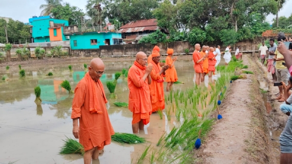 धान रोपण करते संत धान रोपण करते संत
