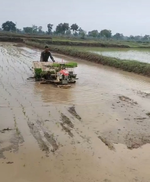 पैडी ट्रांसप्लांटर के माध्यम से धान की रोपाई