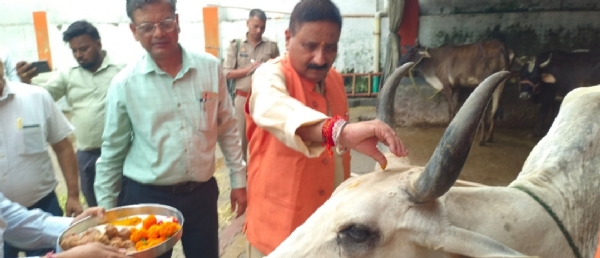 गौ पूजा करते हुए गौ पूजा करते हुए