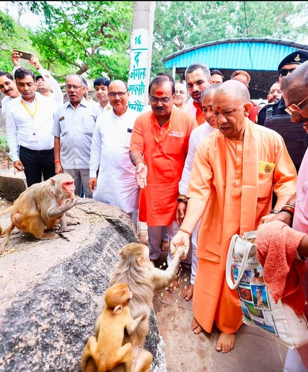 बंदरों को खिलाया चना