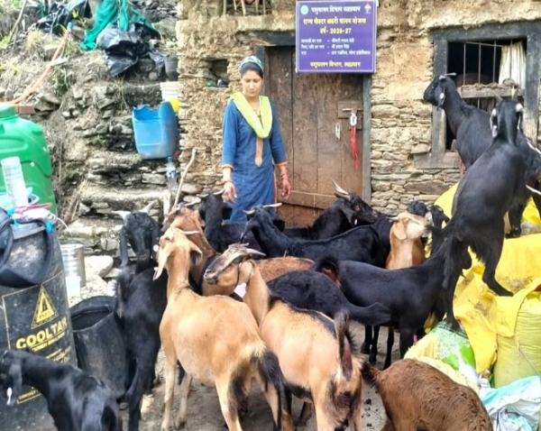 महिला बकरी पालन योजना के तहत बकरी।