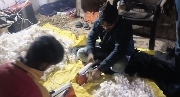 मशरूम की पैकिंग करते मजदूर मशरूम की पैकिंग करते मजदूर