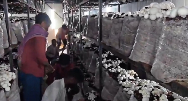 मशरूम की फसल निकलते हुए मजदूर मशरूम की फसल निकलते हुए मजदूर