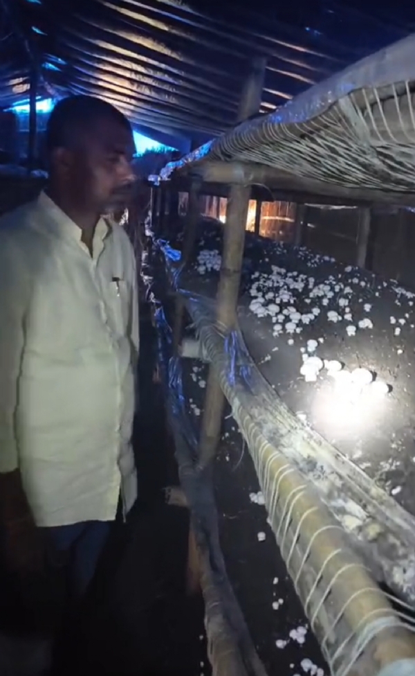 मशरूम की फसल देखते किसान उत्सव मशरूम की फसल देखते किसान उत्सव